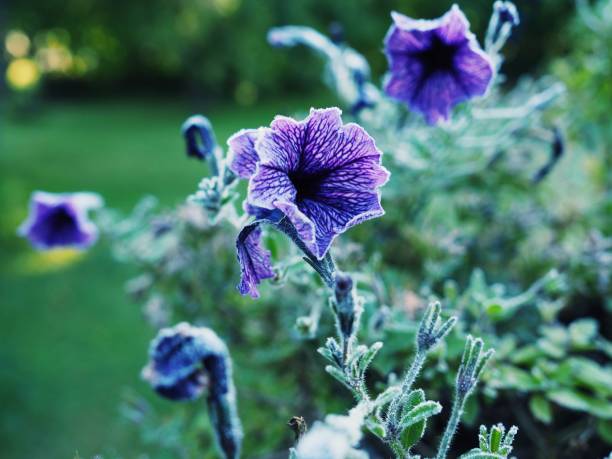 Beautiful flowers purple . stock photo