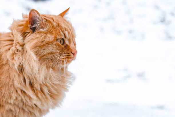 vacker fluffig röd katt går utanför med vinterlandskap - cat snow bildbanksfoton och bilder
