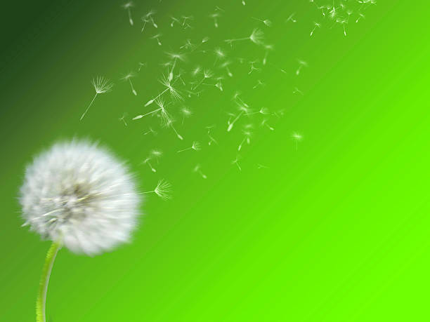 Beautiful, fluffy, white dandelion, blowing wind, flying floret, green background. stock photo