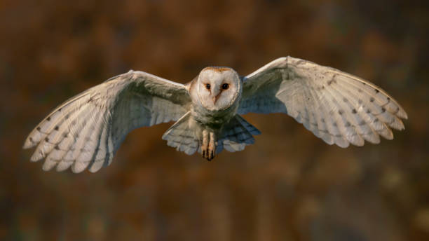 Beautiful flying Barn owl (Tyto alba), hunting. Blurrt autumn background with yellow and brown color. Noord Brabant in the Netherlands. Flying in an autumn world. Flying to the camera. stock photo