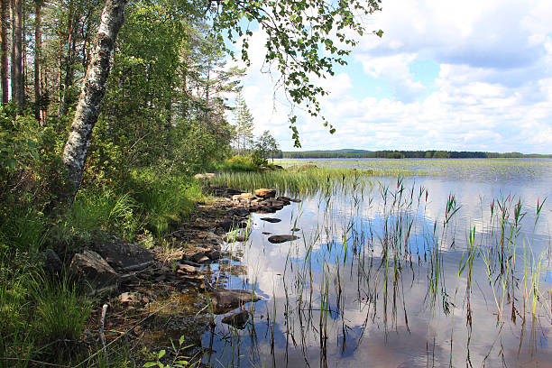 bellissime foreste e laghi della finlandia - finlandia laghi foto e immagini stock