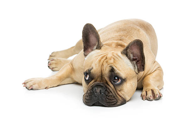 Beautiful french bulldog dog Portrait of beautiful young French buldog girl dog lying. Isolated over white background. Studio shot. Copy space. french bulldog stock pictures, royalty-free photos & images