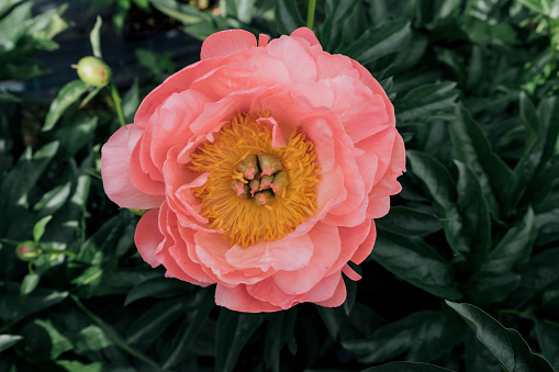Beautiful fresh Coral Charm peony flower in full bloom in the garden, close up. Summer flowers. Nature background.