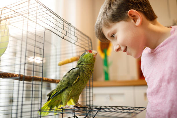 Beautiful friendship between kid and parrot Nice connection between child and parrot. cage stock pictures, royalty-free photos & images