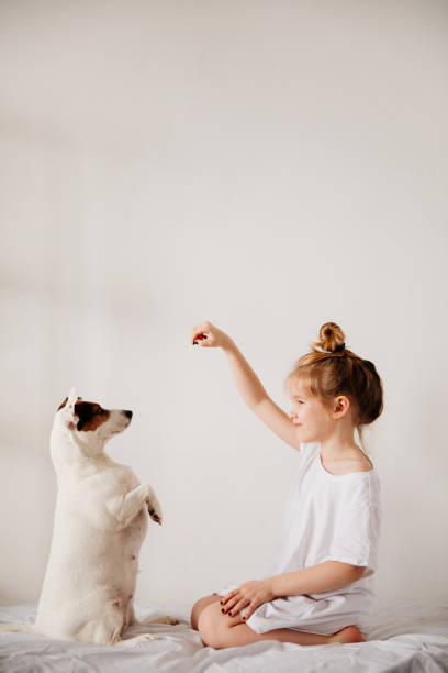 美しい面白い子供の女の子は、手のひらで白いベッドで犬を養います。 - 犬　少女 ストックフォトと画像