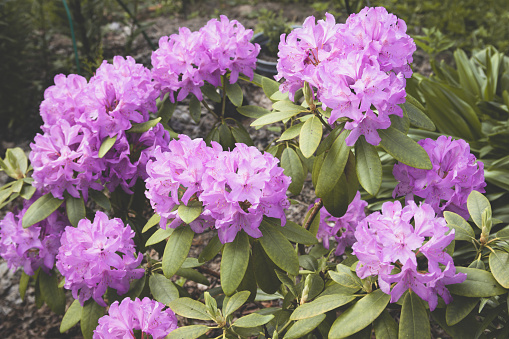 Beautiful garden with flowers rhododendron