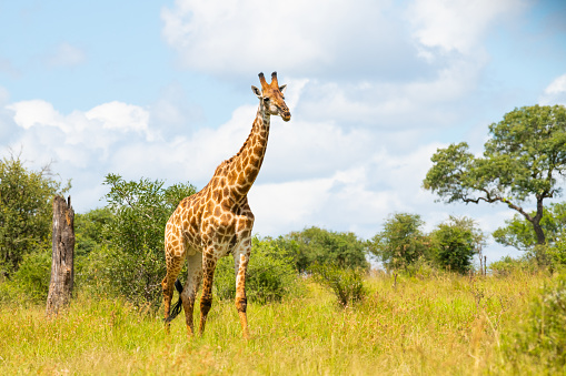 Beautiful giraffe at Kruger National Park, South Africa