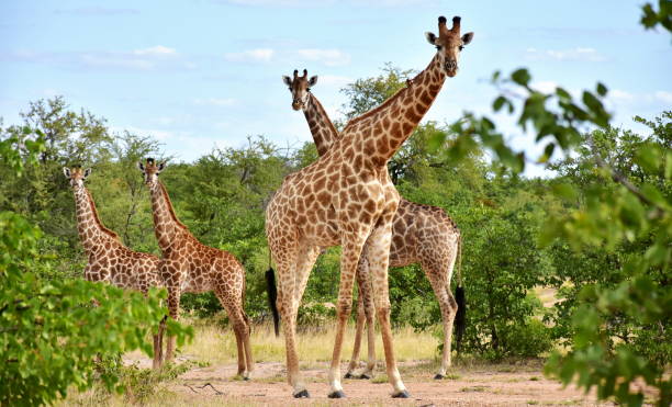 beautiful giraffes in african landscape stock photo