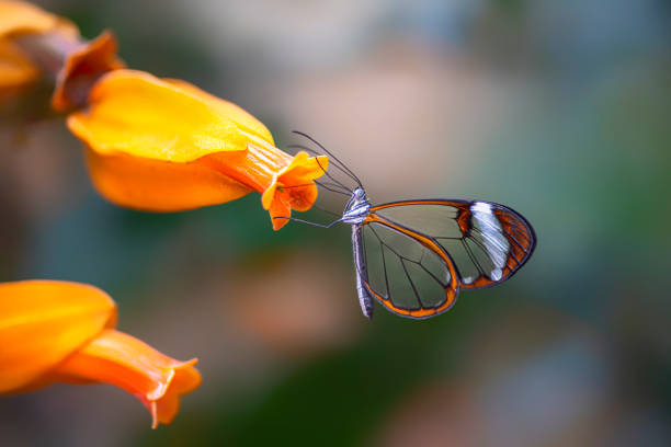 Beautiful Glasswing Butterfly (Greta oto) in a summer garden on a orange flower. In the amazone rainforest in South America. Presious Tropical butterfly. stock photo