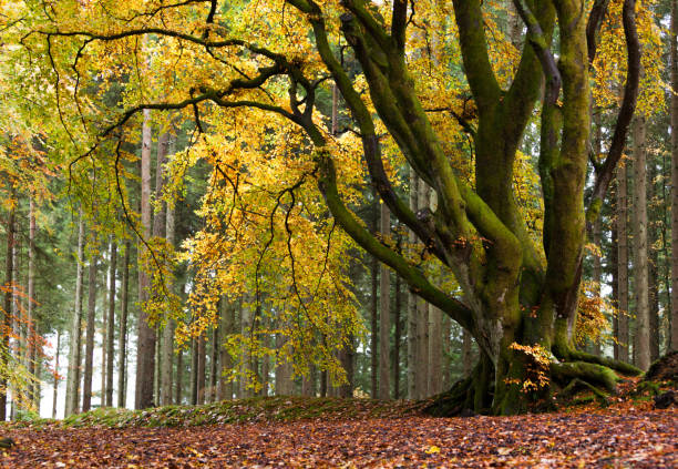 Beautiful golden leaved beech trees in Autumn time in the woods at Kielder, Northumberland Beautiful golden leaved beech trees in Autumn time in the woods at Kielder, Northumberland northumberland stock pictures, royalty-free photos & images