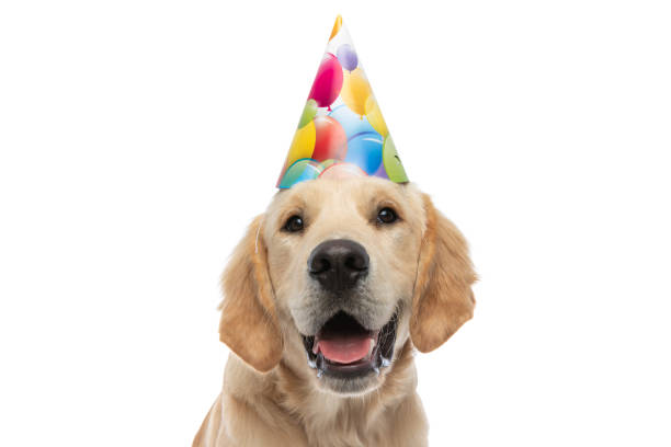 Details about   Golden Retriever Birthday Garland Bday Bu... Dog Face Portrait Birthday Banner 