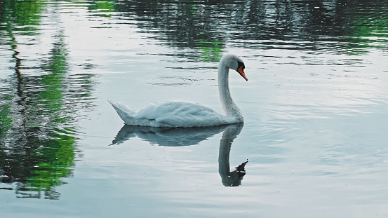 Beautiful Graceful White Swan Swimming in Pond