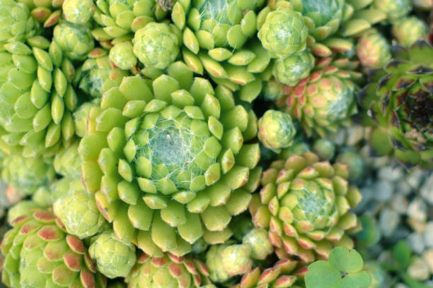 Beautiful green 'Cobweb Houseleek Sempervivum Arachnoideum' succulent plant background plant photography sempervivum stock pictures, royalty-free photos & images