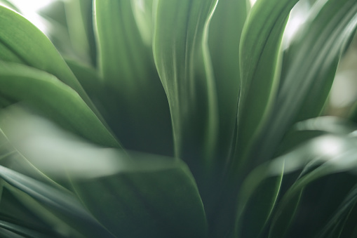 Close-up shot of green leaf plant texture abstract backgrounds
