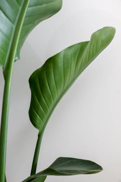 Beautiful green leaves and stem of Strelitzia nicolai (Giant White Bird of Paradise) Plant Beautiful green leaves and stem of Strelitzia nicolai (Giant White Bird of Paradise) Plant bird of paradise plant stock pictures, royalty-free photos & images