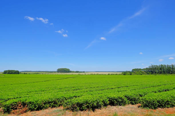 Beautiful green Mate tea plantation field in province Misiones, Argentina stock photo