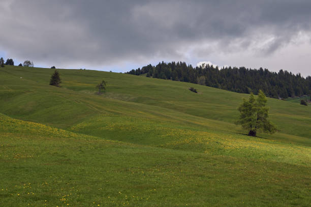 beautiful green meadow with a forest in the background and a cloudy sky in alpe di siusi dolomites, italy stock photo