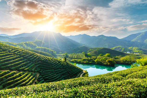 Beautiful green tea plantation natural scenery Beautiful green tea plantation natural scenery at sunrise tea crop stock pictures, royalty-free photos & images