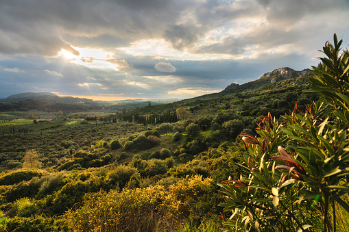 Beautiful green valley with olive trees and mediterranean plants in Kusadasi in Turkey - during peaceful golden hour, mountains and amazing colorfull clouds in background, peaceful.