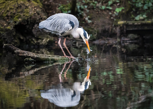 Beautiful grey blue large heron stood on log in lake fishing. \n\nBig colourful bird standing with long neck and beak looking down into pond water reflection hunting for food through clear reservoir surface.