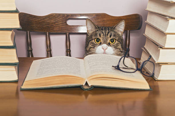 lindo gato cinzento sentado e olhando o livro - book cat imagens e fotografias de stock