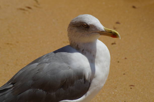 Beautiful Gull on a beach in Algarve ). Gull is an ambiguous vernacular name indicating the species of sea birds of the family of laridés belonging to the kind Larus as well as the other species of this family belonging to other kinds. On the European coast, the most common species is the Gull money (Larus argentatus). bills saints stock pictures, royalty-free photos & images