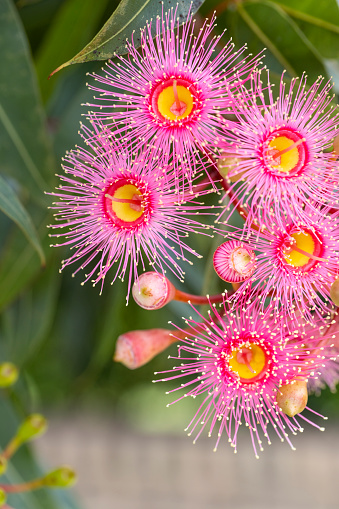 Beautiful Gum Tree flowers and buds, background with copy space, full frame vertical composition