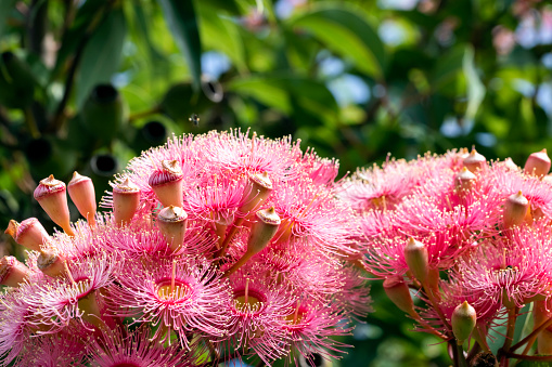 Beautiful Gum Tree flowers and buds, background with copy space, full frame horizontal composition