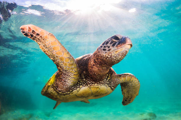 Beautiful Hawaiian Green Sea Turtle stock photo