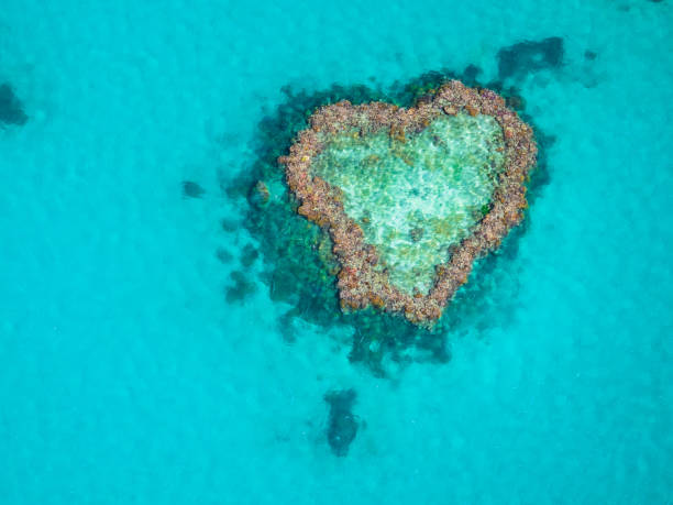 beautiful heart reef na wielkiej rafie koralowej w australii. - great barrier reef zdjęcia i obrazy z banku zdjęć