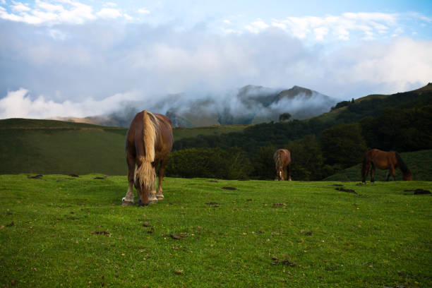 beautiful horse eating grass in irati mountains, basque country, france stock photo
