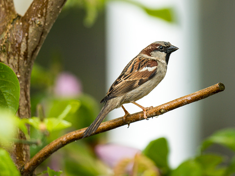 Beautiful House Sparrow [Passeridae]