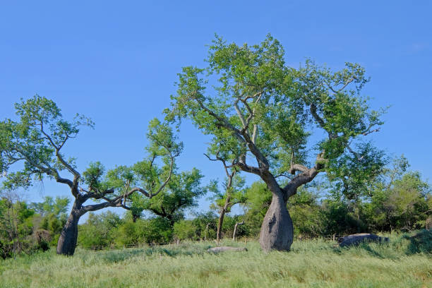 Beautiful huge ceiba trees, chorisia insignis, and landscape of Gran Chaco, Paraguay stock photo