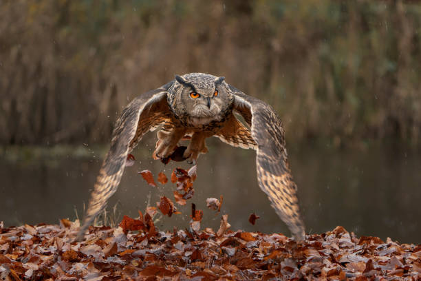 A beautiful, huge European Eagle Owl (Bubo bubo) in flight. Autumn setting. stock photo