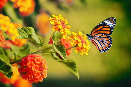 Beautiful image in nature of monarch butterfly on lantana flower. Bright colorful symbolic image of fragility and grace in nature.