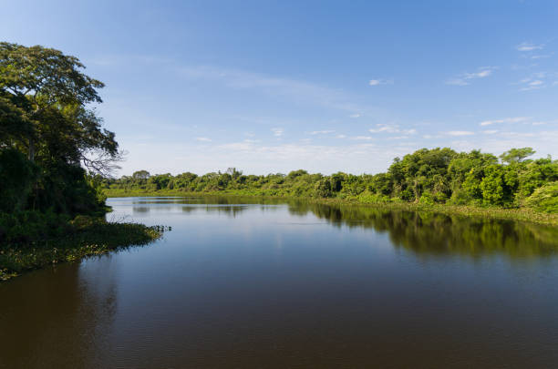 bela imagem do pantanal brasileiro - thiago santos - fotografias e filmes do acervo