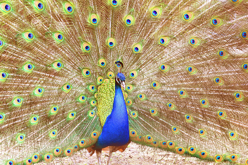 beautiful indian peacock with peacock feathers in the peacock's tail close-up