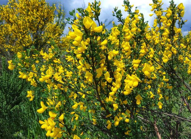 Beautiful Invasive Scotch Broom Spring flowers in bloom.  Vancouver Island.  Almost impossible to great rid of.  Rapid Growth. scotch broom stock pictures, royalty-free photos & images