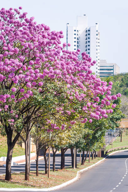 bellissimo albero di ipe con fiori rosa di campo grande - correa foto e immagini stock
