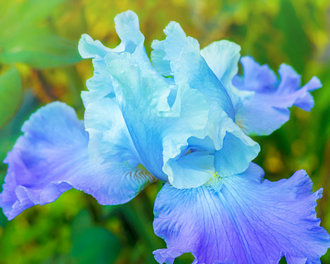Blue iris. Beautiful iris flower on abstract green background. Blooming cockerel.