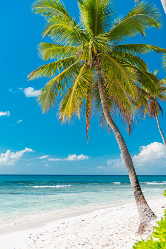 Isla Saona, Republica Dominicana, looks like true paradise Earth