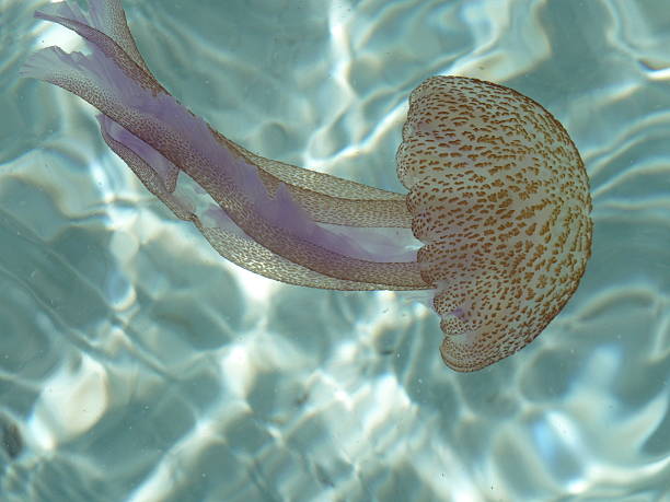 bellissimo medusa - meduza foto e immagini stock