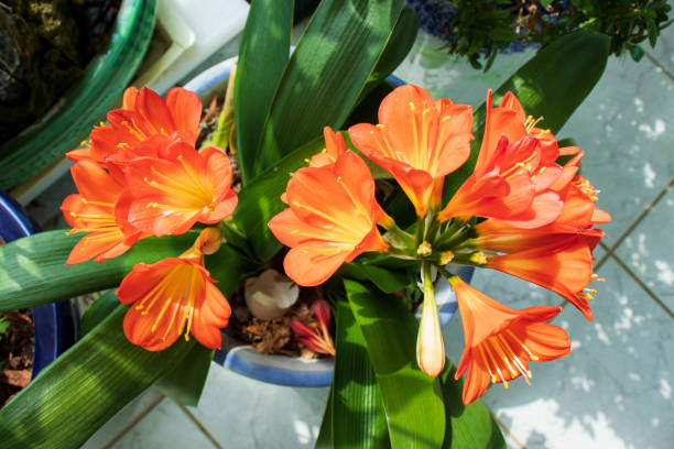 Beautiful kaffir lily flowers. stock photo