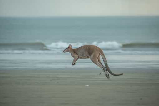 Kangaroo jumping on the beach.