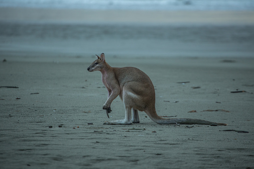 Kangaroo on the beach looking for Algae.