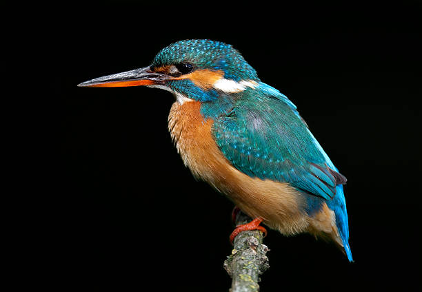 Beautiful Kingfisher (Alcedo atthis) stock photo