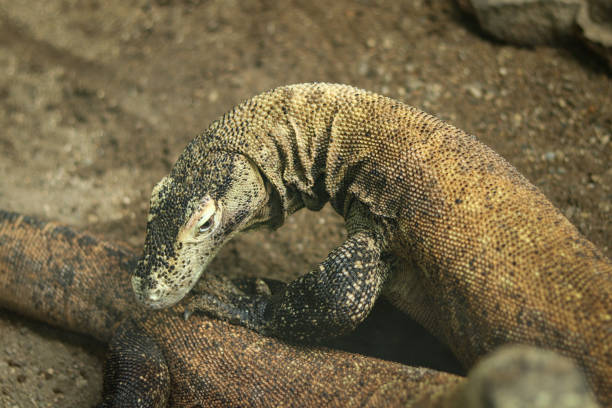 Beautiful Komodo dragon lizard in all its beauty. The head of Varanus komodoensis, which is looking for suitable food. species of large lizard endemic. Animal mating stock photo