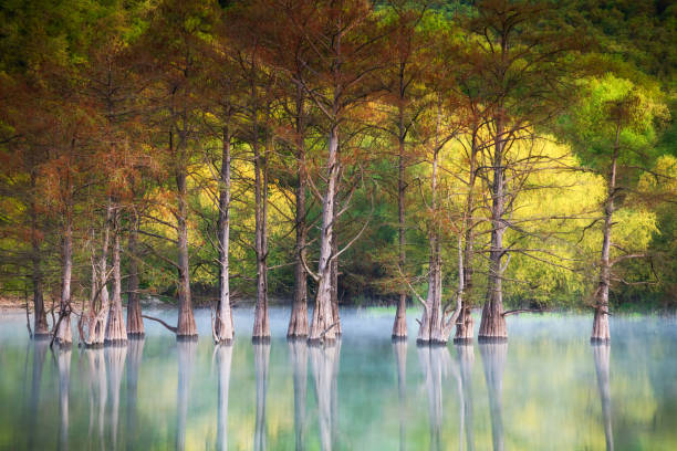 Beautiful lake with trees growing in the water. stock photo