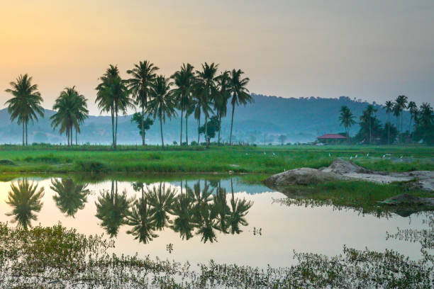 Beautiful landscape of row of coconut trees and reflection on lake stock photo