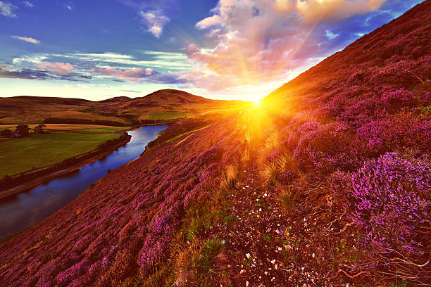 Royalty Free Scottish Heather Pictures, Images and Stock Photos - iStock